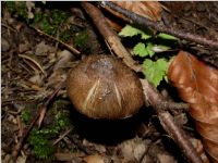 Sternsporiger Risspilz2